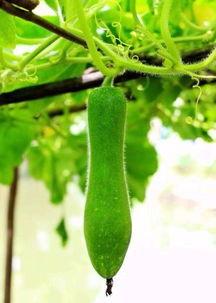 次瓜怎么吃,解锁美味新体验